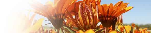 Audio Riders - World of Sounds Around You